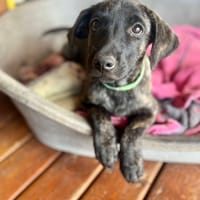 Orso, mâle X croisé né le 21/09/2025, chien à adopter