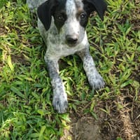 Kaly, femelle X berger, née le 26/09/2025 🐶, chienne à adopter