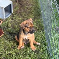 Akiro, mâle croisé berger, né le 01/11/2025 🤍 �, chien à adopter