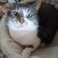 triumph, chat à adopter