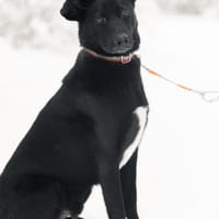 Peso, pies do adopcji