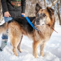 Cywil, pies do adopcji