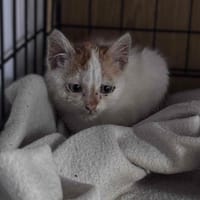 Cypisek, kot do adopcji