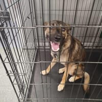 Boy, pies do adopcji