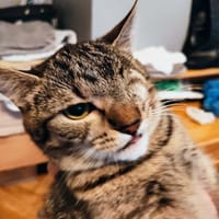 Mela Piratka, kotka do adopcji