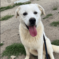 Pandoro, dog to adopt