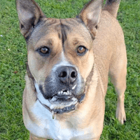 Luna, female dog to adopt