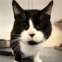 Cotton, cat to adopt