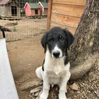 Tekki, chien à adopter