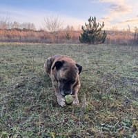 Chester, pies do adopcji