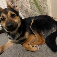 Lunka, suczka do adopcji