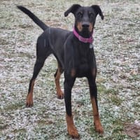 Zeus, pies do adopcji