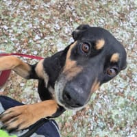 Zarcia, suczka do adopcji