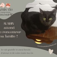 Aladin, chat à adopter