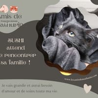 Sushi, chatte à adopter