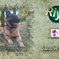 Riya, chienne à adopter