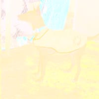 TIMON, chien à adopter