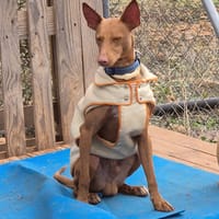 TIMON, chien à adopter