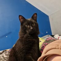 adopté, chat à adopter