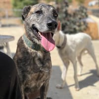 THEO  (Los Reyes), chien à adopter