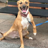 MARI-LOLI ( Los Reyes), chienne à adopter