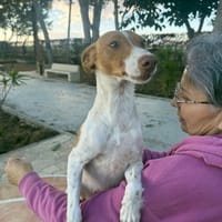 MARTINA ( Martina), chienne à adopter