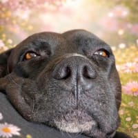 Paty en Normandie, chienne à adopter