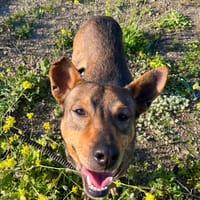 OREO ( Los Reyes), chien à adopter