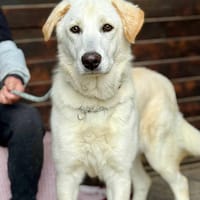 POLAR (Martina), chien à adopter