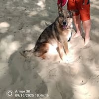 LAIKA, chienne à adopter