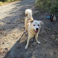 DEBOU, chien à adopter
