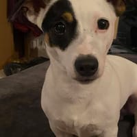 HESTIA, chienne à adopter