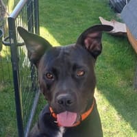 ROCCO, chien à adopter