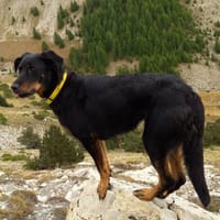 SOKA, chienne à adopter