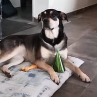 SAHIKA, chienne à adopter