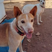 MERLOT, chien à adopter