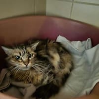Dechra, chatte à adopter
