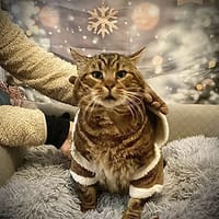 Teko, chat à adopter