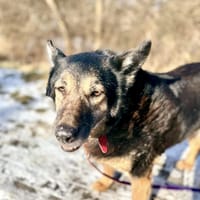 Jowisz, pies do adopcji