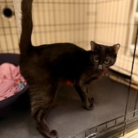 Kofeinka, kotka do adopcji