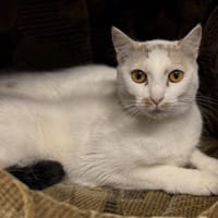 Dotty, kotka do adopcji