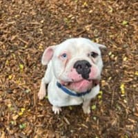 ICE, weißer Kuschelkerl mit Power, Hund zur Adoption