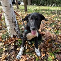 Byron sucht ein Zuhause, Hund zur Adoption