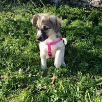 Joy sucht ein Zuhause, Hund zur Adoption