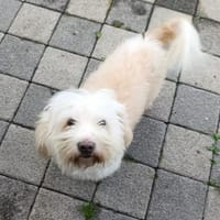 Kleiner Malteser Ollie sucht ein Zuhause, Hund zur Adoption
