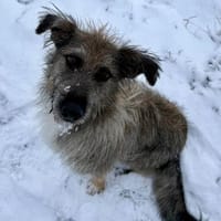 Toni(ta) - aktiver Traumhund, Hündin zur Adoption
