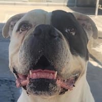 Captain, zurückhaltender Clown, Hund zur Adoption