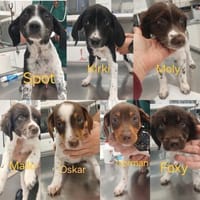 Sieben Zwerge suchen 7 mal ihr Glück, Hund zur Adoption