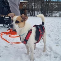 THOR 💖 perfekter, kleiner Familienhund!, Hund zur Adoption