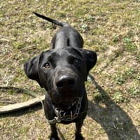 Leo, schwarze Schönheit, Hund zur Adoption